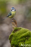 Pimpelmees (Parus caeruleus)