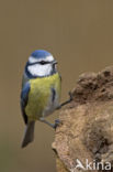 Pimpelmees (Parus caeruleus)