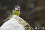 Pimpelmees (Parus caeruleus)