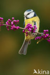 Pimpelmees (Parus caeruleus)