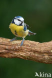Pimpelmees (Parus caeruleus)