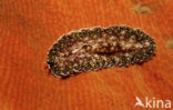 Flatworm (Planthelminthes sp)