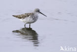 Marsh Sandpiper (Tringa stagnatilis)