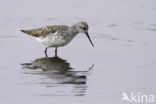 Marsh Sandpiper (Tringa stagnatilis)
