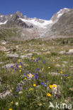 Peach-leaved Bellflower (Campanula persicifolia)