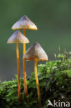 Prachtmycena (Mycena crocata) 