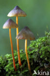 Mycena crocata