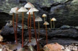 Mycena crocata