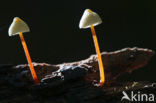 Prachtmycena (Mycena crocata) 