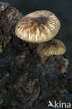 Pronkhertenzwam (Pluteus umbrosus)