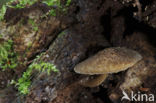 Pronkhertenzwam (Pluteus umbrosus)