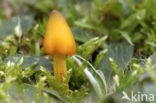 Puntmutswasplaat (Hygrocybe acutoconica) 