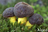 Boletus pruinatus