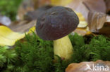 Purperbruine fluweelboleet (Boletus pruinatus)