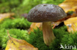 Purperbruine fluweelboleet (Boletus pruinatus)