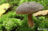 Purperbruine fluweelboleet (Boletus pruinatus)