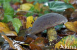 Purperbruine fluweelboleet (Boletus pruinatus)