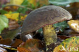 Purperbruine fluweelboleet (Boletus pruinatus)