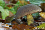 Purperbruine fluweelboleet (Boletus pruinatus)