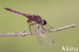 Violet-marked Darter (Trithemis annulata)