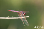 Violet-marked Darter (Trithemis annulata)