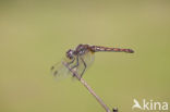 Violet-marked Darter (Trithemis annulata)