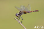 Violet-marked Darter (Trithemis annulata)