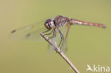 Purperlibel (Trithemis annulata)