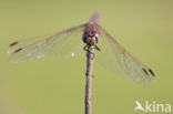 Purperlibel (Trithemis annulata)