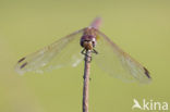 Purperlibel (Trithemis annulata)