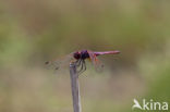 Violet-marked Darter (Trithemis annulata)