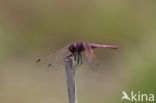 Violet-marked Darter (Trithemis annulata)