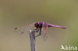 Violet-marked Darter (Trithemis annulata)