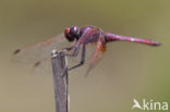 Violet-marked Darter (Trithemis annulata)