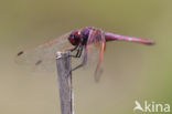 Purperlibel (Trithemis annulata)