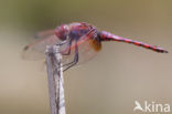 Violet-marked Darter (Trithemis annulata)