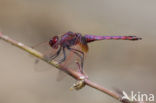 Purperlibel (Trithemis annulata)