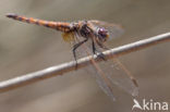 Violet-marked Darter (Trithemis annulata)