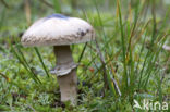 Rafelige parasolzwam (Macrolepiota excoriata) 