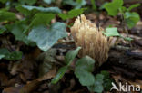 Upright coral (Ramaria stricta)