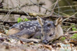Roe Deer (Capreolus capreolus)