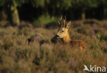 Roe Deer (Capreolus capreolus)