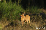Roe Deer (Capreolus capreolus)