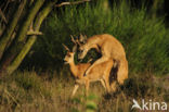 Roe Deer (Capreolus capreolus)