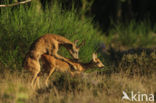 Roe Deer (Capreolus capreolus)