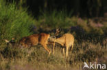 Roe Deer (Capreolus capreolus)