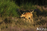 Roe Deer (Capreolus capreolus)