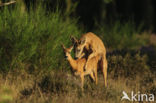 Roe Deer (Capreolus capreolus)