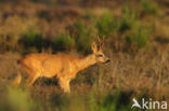 Roe Deer (Capreolus capreolus)