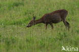 Roe Deer (Capreolus capreolus)